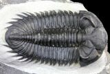 Coltraneia Trilobite Fossil - Huge Faceted Eyes #146572-4